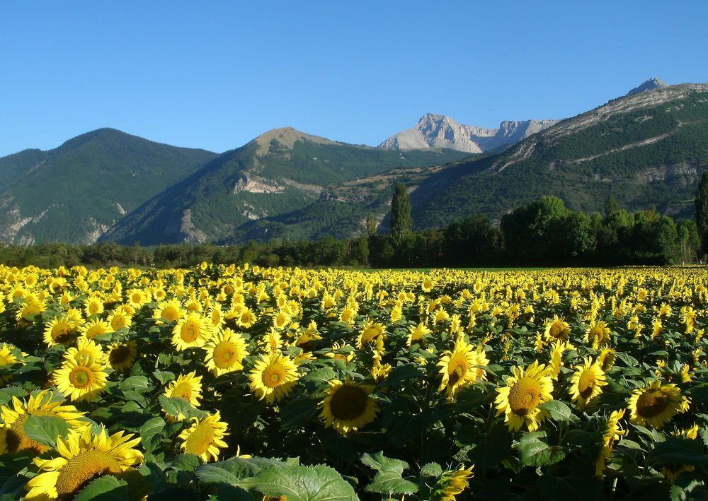 Les tournesols à coté le camping en Août